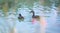 Duck are swimming in a river, blue water and blurry copse