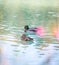 Duck are swimming in a river, blue water and blurry copse