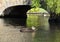 Duck swimming under a bridge.