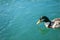 A duck swimming in the water during the summer