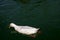 Duck swimming white duck on green water
