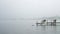 Duck swims by dock on foggy lake