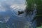 A duck swims in a lake creating a wave on the water. The water has reflections of the clouds. Green grace at the back of the duck