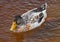 Duck swims in murky brown water