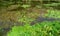 Duck swims near the shore in overgrown water lilies