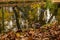 Duck Swims On The Rippling Water At autumn Lake Closeup of waterfowl ducks birds swimming in pond lake, washing fir