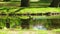 Duck Swims On The Rippling Water At Lake Closeup of waterfowl ducks birds swimming in pond lake, feeding foraging