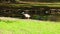 Duck Swims On The Rippling Water At Lake Closeup of waterfowl ducks birds swimming in pond lake, feeding foraging