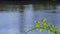 A duck swims on a spring lake