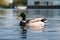Duck swims to left in water Copenhagen