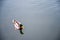 Duck swims in water in the lake