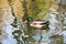 The duck swims on the water in the pond in autumn. Mallard, male bird. Drake is a waterfowl with a shiny green head and gray wings