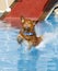 Duck Toller dog landing in the water of a pool