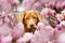 Duck toller dog with magnolia blossoms