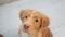 Duck toller puppy looking up