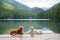 A Duck Tolling Retriever and a Labrador relax lakeside, a snapshot of outdoor