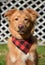 Duck Tolling Retriever With a Plaid Bandana