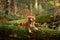 Duck Tolling Retriever prowls in the woods, embodying the spirit of adventure.