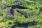 Duck tracks on the moss in the forest, bird track close-up