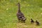 Duck with two duckling\'s