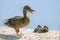 a duck with two ducklings on a bridge with sunny sky