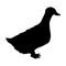 Duck vector illustration silhouette.