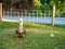 Duck walk on green grass field in farm