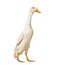 Duck walking against white background