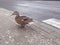 The duck is walking along the pedestrian crossing. the active bird correctly crosses the road on the asphalt road. wild duck with