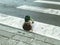 The duck is walking along the pedestrian crossing. an active bird correctly crosses the road. wild bird in the city, went out on