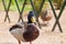 Duck walking in the dirt arena of an urban parcel