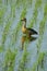 Duck walking foraging in the rice field