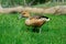 Duck walking on the grass