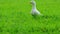 Duck walking in the grass