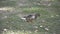 Duck walking on green grass in park