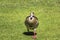 Duck walking straight towards me in Kirstenbosch, Cape Town