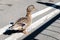 The duck walks along the asphalt road along the white median lane.