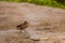 duck walks along a country road with puddles after rain