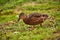 A duck walks along the shore. A wild duck walks on the grass on the lake shore