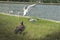 Duck walks on the green grass near the pond