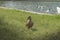 Duck walks on the green grass near the pond