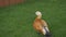 Duck walks and plucks grass near a wooden deck