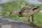 DUCK walks in a puddle, one duck. Duck leans to drink water