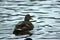 A duck with water droplets on its feathers floats away