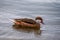 Duck in water. One white-cheeked pintail or Anas bahamensis or Bahama pintail or summer duck in Lake Geneva, Lausanne, Switzerland