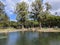 Duck in the water of Pond surrounded by iron wood trees