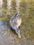 Duck in water, swimming in the river searching for food. sweet animal living in the wild