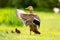 A duck waving her wings with three babies walking on bright green grass