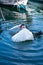 A duck waving its wings landing in water on a lake