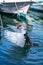 A duck waving its wings landing in water on a lake